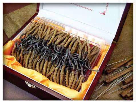 安定冬虫夏草回收